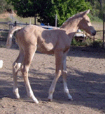 2004 CJ Filly