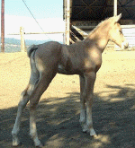 2004 CJ Filly
