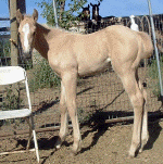 2004 Palomino filly by CJ Kilomac