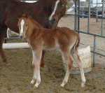 2005 Colt by CJ Kilomac